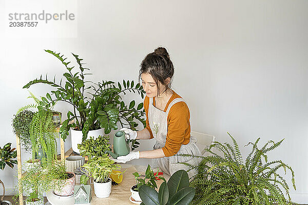 Woman watering plants on table near wall at nursery