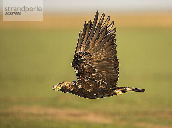 Spanish imperial eagle (Aquila adalberti) in flight