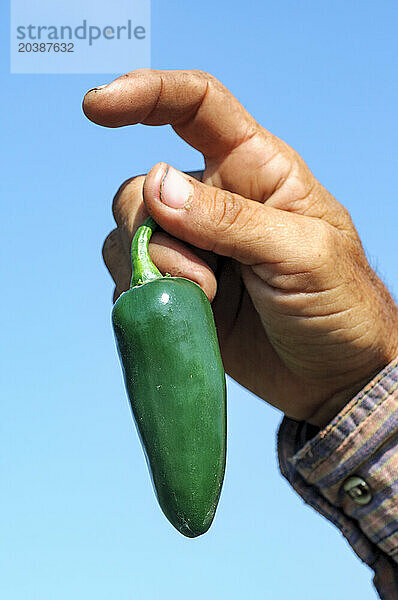 Mexico  Sinaloa  Hand of man holding jalapeno pepper