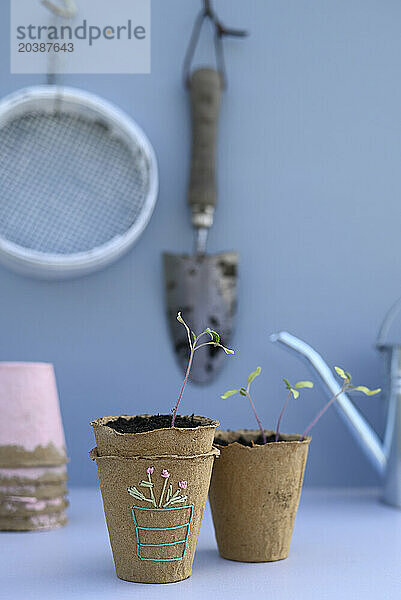 Embroidery on biodegradable flower pot with planted seedling