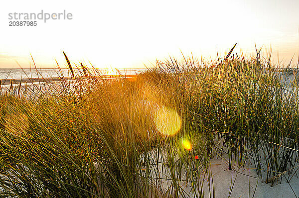 Germany  Schleswig-Holstein  Amrum  Grassy beach at summer sunset