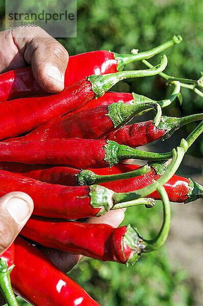 Mexico  Sinaloa  Hands of man holding bunch of red chili peppers