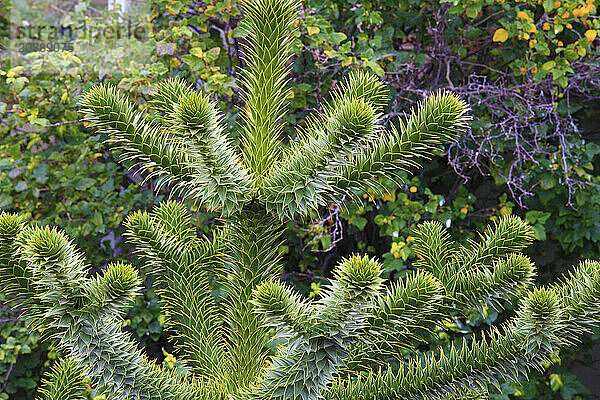 Chile  Magallanes  Punta Arenas  araucaria tree