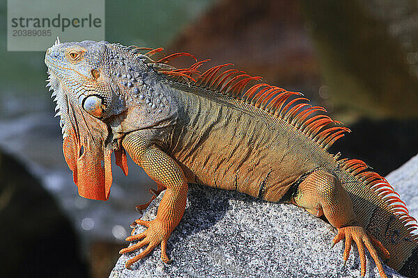 Usa  Florida. Key West. Iguana