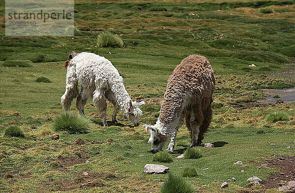 Llamas  lama glama  Chile  Antofagasta Region  Andes  Machuca