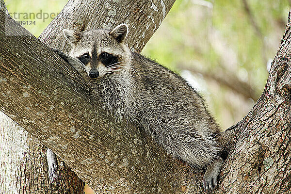 Etats-Unis. Floride. Miami. Key Biscayne. Bill Baggs Cape Florida State Park. Gros plan sur un raton laveur se reposant sur un tronc d'arbre.