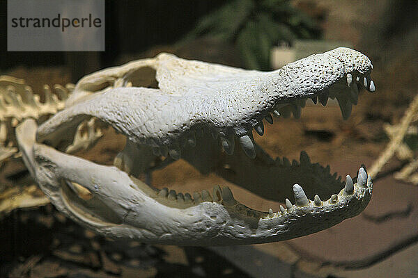 Usa  Floride  Orlando. SKELETONS: Museum Of Osteology. Alligator