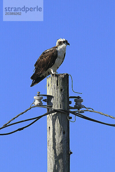 Usa  Florida. Lee County. Matlacha. Ospreys bird