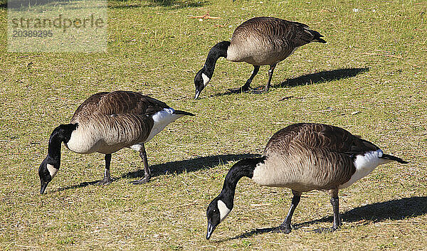 Canada  Quebec  Montreal  Canada geese  branta canadensis