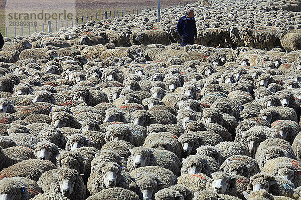 Chile  Magallanes  Patagonia  flock of sheep