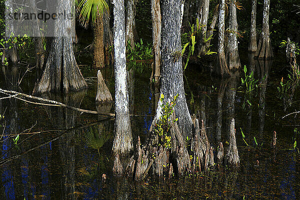 Usa  Florida. Everglades. Loop Road. Cypress trees and swamp