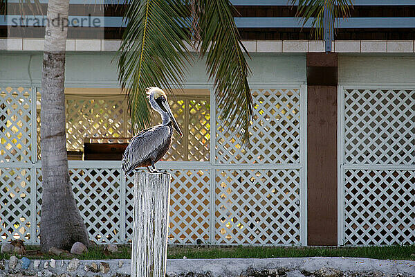 USA. Floride. Les Keys. Marathon Island. Pélican posé sur un pilier de la marina.