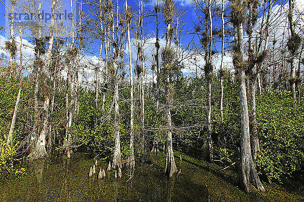 Usa  Florida. Everglades. Loop Road. Cypress trees and swamp