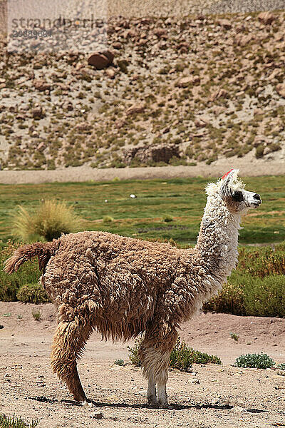 Llama  lama glama  Chile  Antofagasta Region  Andes  Machuca