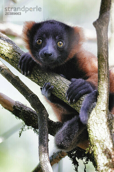 Jeune vari roux dans un arbre.