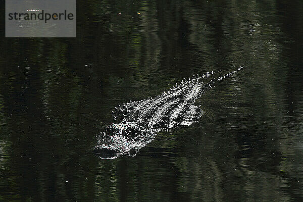 Usa  Florida. Everglades. Alligator