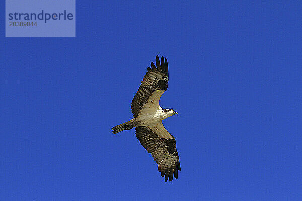 Usa  Florida. Hillsborough County. Apollo beach. Apollo Beach Nature Preserve