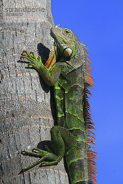 Usa  Florida  Miami iguana