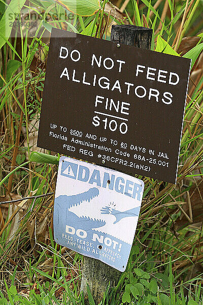 Usa  Florida. Everglades. Loop Road. Alligator. Danger