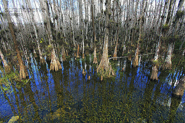 Usa  Florida. Everglades. Loop Road. Cypress trees and swamp