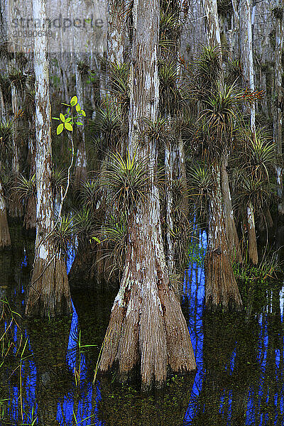 Usa  Florida. Everglades. Loop Road. Cypress trees and swamp