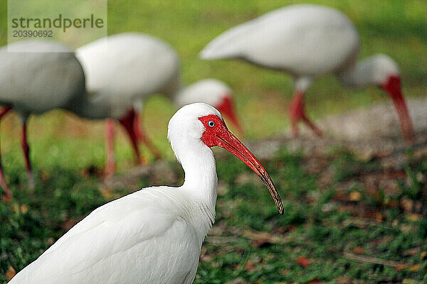 Etats-Unis. Floride. Miami. Key Biscayne. Bill Baggs Cape Florida State Park. Ibis blancs.