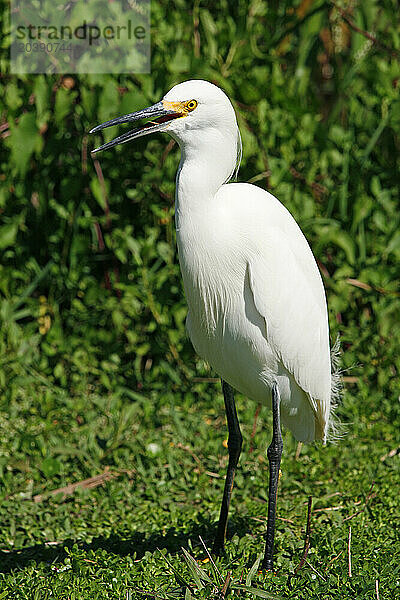 USA. Floride. Parc National des Everglades. Shark Valley. Aigrette blanche.