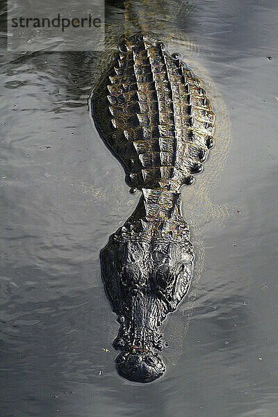 Usa  Florida. Everglades. Alligator