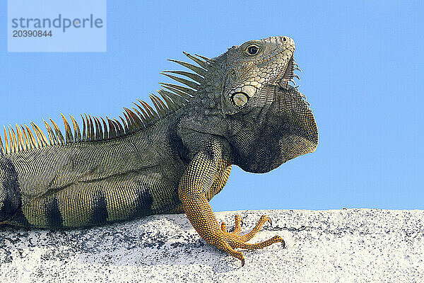 Usa  Porto Rico  San Juan.iguana