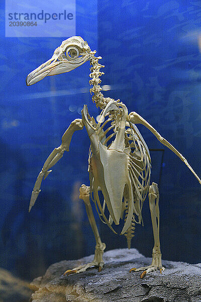 Usa  Floride  Orlando. SKELETONS: Museum Of Osteology  Penguin