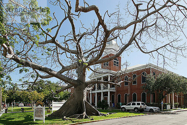 USA. Floride. Les Keys. Key West. Centre historique et touristique. Tribunal de justice à droite. A gauche un arbre kapok.