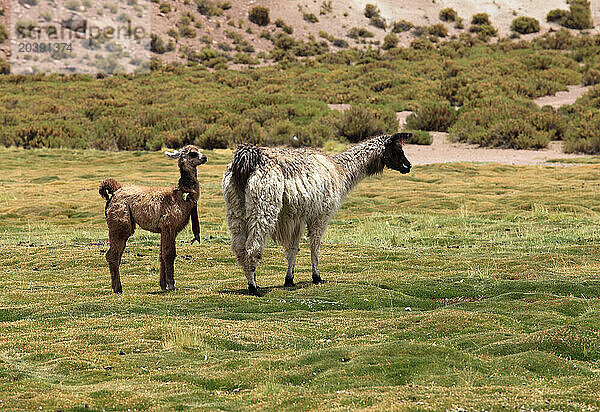 Llamas  lama glama  Chile  Antofagasta Region  Andes  Machuca