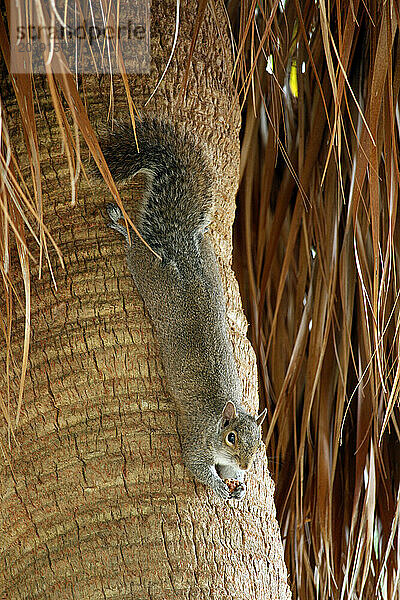 Etats-Unis. Floride. Miami. Key Biscayne. Bill Baggs Cape Florida State Park. Ecureuil dans un palmier en train de manger.