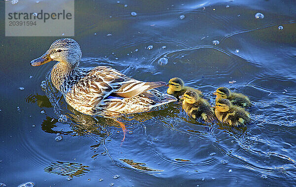 Canada  Quebec  Montreal  duck  ducklings