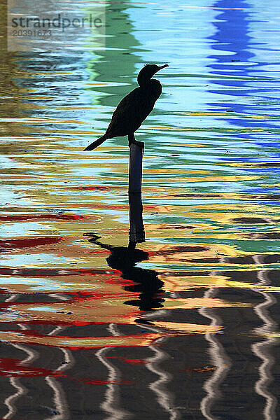 Usa  Floride  Orlando. Lake Eola Park. Cormorant