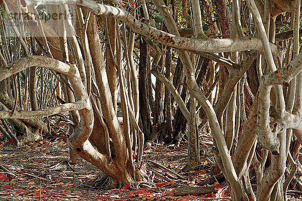 Etats-Unis. Floride. Miami. Key Biscayne. Bill Baggs Cape Florida State Park. Mangrove. Palétuviers.