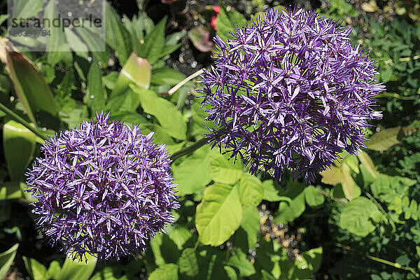 Spring  allium flowers