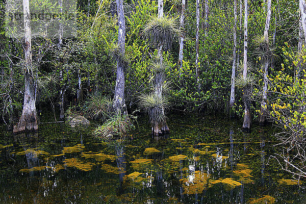 Usa  Florida. Everglades. Loop Road. Cypress trees and swamp