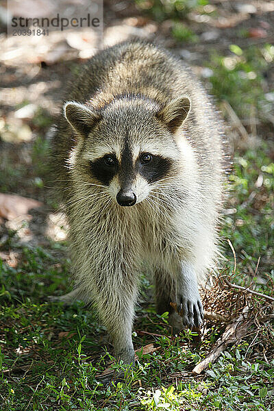 Etats-Unis. Floride. Miami. Key Biscayne. Bill Baggs Cape Florida State Park. Gros plan sur un raton laveur.