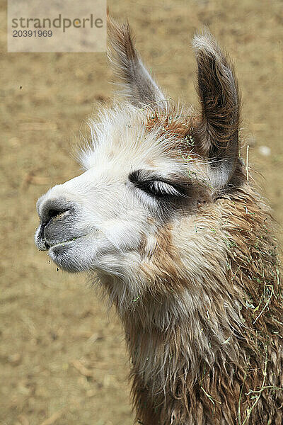 Llama  lama glama  Chile  Antofagasta Region  Andes  Machuca