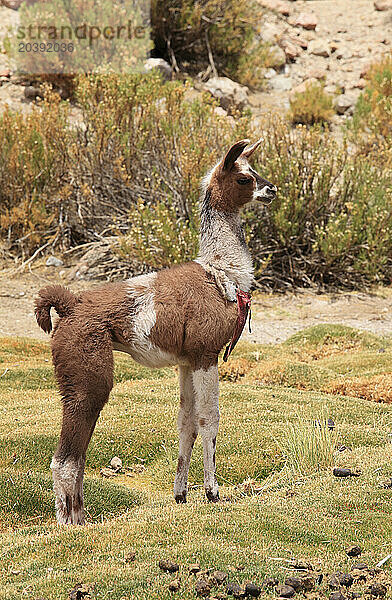 Llama  lama glama  Chile  Antofagasta Region  Andes  Machuca