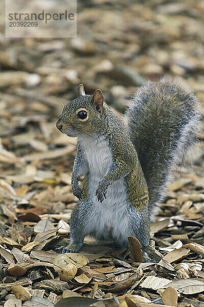 Usa  Floride  Orlando. Squirrel