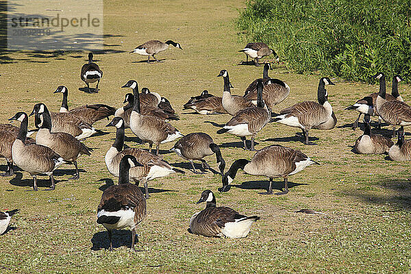 Canada  Quebec  Montreal  Canada geese  branta canadensis