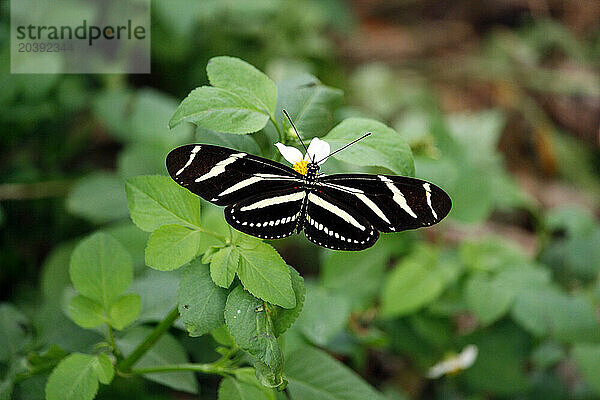 Etats-Unis. Floride. Miami. Key Biscayne. Bill Baggs Cape Florida State Park. Papillon zebra (Heliconius charithonia).