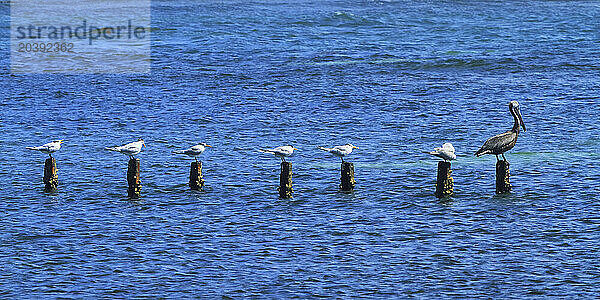 Usa  Porto Rico  birds