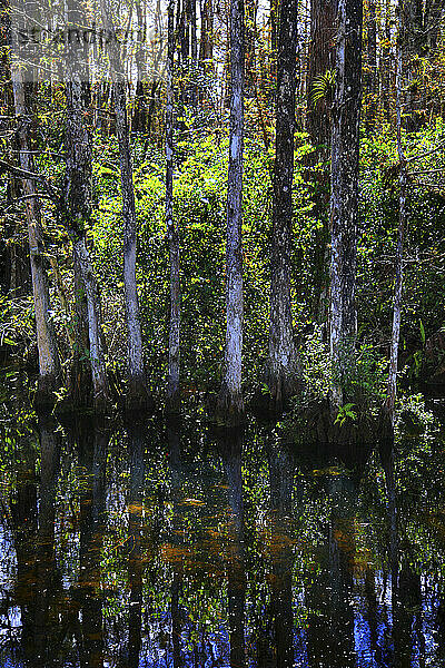 Usa  Florida. Everglades. Loop Road. Cypress trees and swamp