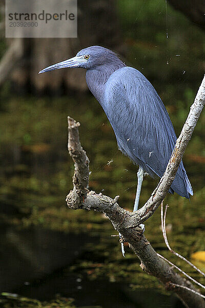 Usa  Florida. Everglades. Loop RoadUsa  Florida. Everglades. Loop Road. Blue heron