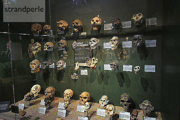 Usa  Floride  Orlando. SKELETONS: Museum Of Osteology. Human skulls