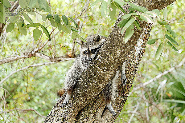 Etats-Unis. Floride. Miami. Key Biscayne. Bill Baggs Cape Florida State Park. Gros plan sur un raton laveur se reposant sur un tronc d'arbre.