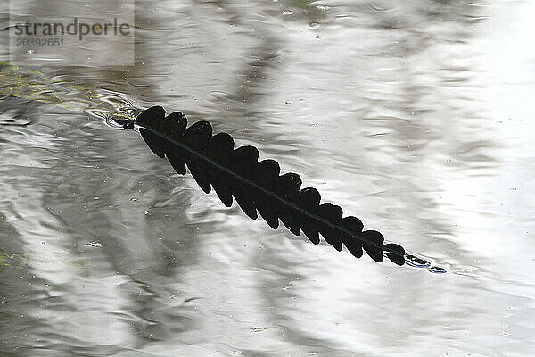 Usa  Florida. Everglades. Alligator